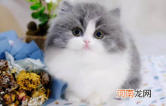猫吃盐酸多西环素片治什么