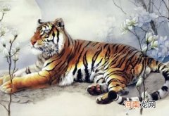 属虎几月出生最富贵 几月份的老虎最好命