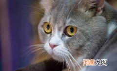 猫感冒了可以吃盐酸多西环素片吗