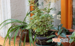 千叶吊兰植株干枯是怎么引起的