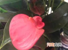 粉掌叶子发黄要剪掉吗