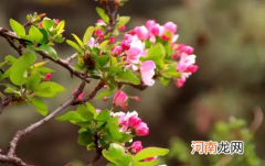 为什么花卉会生蜜虫