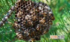 干马蜂窝煮水治什么病