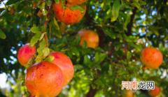 石榴树什么时候剪枝