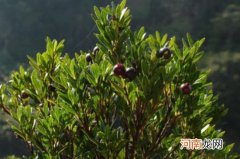 赤楠盆景的风水作用有哪些 赤楠对家里风水好吗