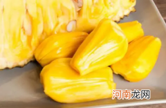 菠萝蜜盆栽可不可以结果