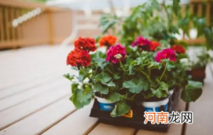 怎样提高花卉的扦插成活率