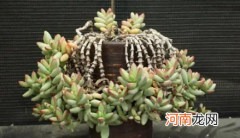 多肉叶插只长根可以埋进土里吗