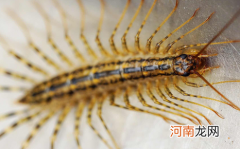 床上有类似蜈蚣的虫子有毒吗