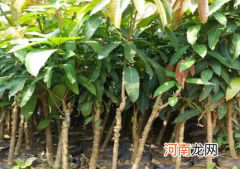 芒果树苗叶子掉光还能补救不