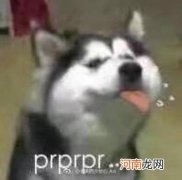pr是什么意思 网络用语prprprpr是什么梗