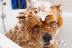 狗狗洗澡后吐了是怎么回事