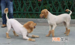 狗狗喂奶需要剃肚子上的毛吗