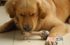 鸡腿骨头能喂狗吗