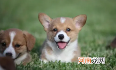 狗吃了葡萄怎么急救