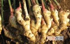 生姜早衰怎么引起的