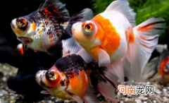 金鱼多长时间换一次水