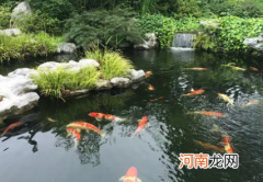 锦鲤水温多少度可以喂食