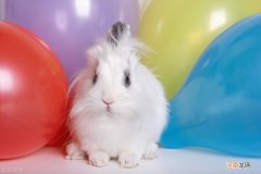 兔子拉稀快要死了还有救吗 兔子拉稀可活多少天