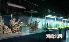 鱼缸断电一晚上鱼会死吗