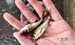 养鱼苗喂什么