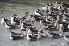 鹅苗怎么喂养才是最佳方法 养鹅最忌讳的2个东西