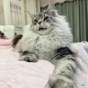 缅因猫为什么很少人养 缅因猫多少钱一只