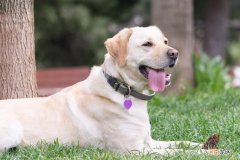 黑色拉布拉多犬的优缺点 拉布拉多犬的优缺点