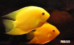 自来水养鱼怎么处理水 怎样快速把自来水变成养鱼水