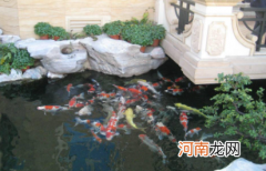 锦鲤在有绿藻的水里容易死吗