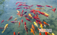 锦鲤可以吃南瓜吗