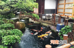 锦鲤鱼池怎样养水