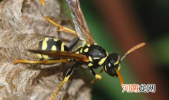 马蜂回来发现蜂巢没了会怎样