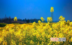 春季种植油菜花需要排水还是催熟