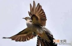 布谷鸟叫是好事还是坏事 布谷鸟叫预示着什么