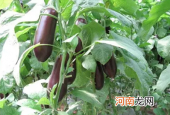 自己种的茄子老烂是咋回事