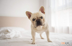 狗狗一年来几次月经多什么时候来 狗一年来几次月经