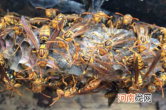 马蜂一直在窗户旁边是为什么