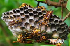 一个马蜂窝能卖多少钱