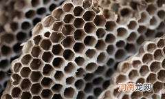 野生马蜂窝治风湿怎样用
