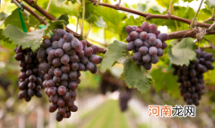 葡萄连皮带籽吃更健康吗