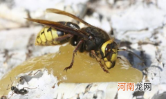 一个马蜂进屋怎么驱赶