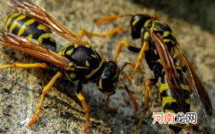 马蜂被打死了会不会来更多