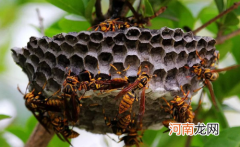 马蜂在房间不飞出去怎么办