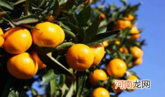 柑橘为什么要控梢