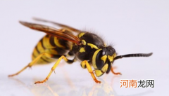 打死一只马蜂每天都有马蜂吗