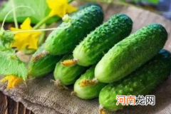 早春黄瓜冷害和冻害原因是什么