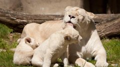 世界三大珍稀动物分别是哪些 世界三大珍稀动物