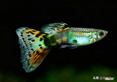 最适合新手懒人养的鱼 12种最适合懒人养的鱼