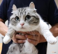 家里养猫的坏处能接受吗 养猫的好处和坏处